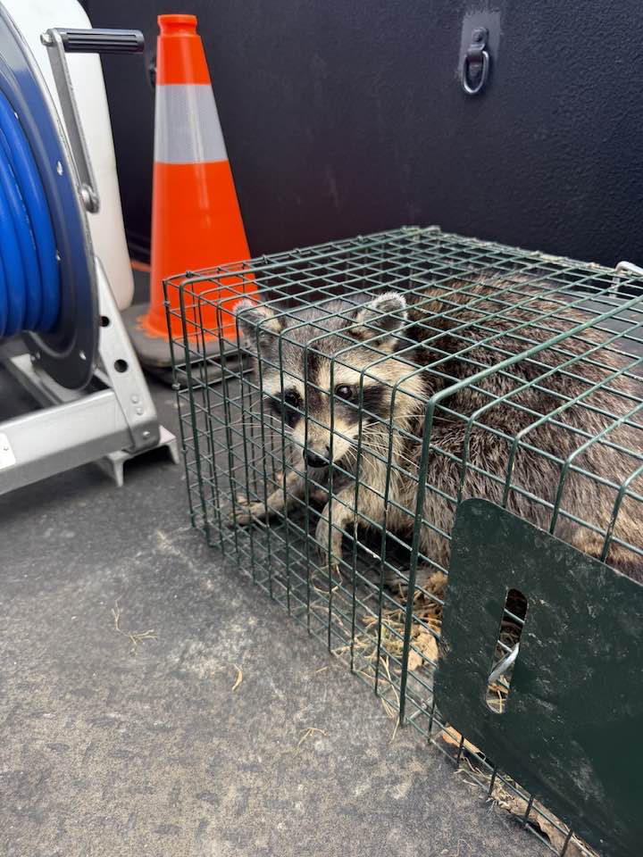 Raccoon in a wire cage trap