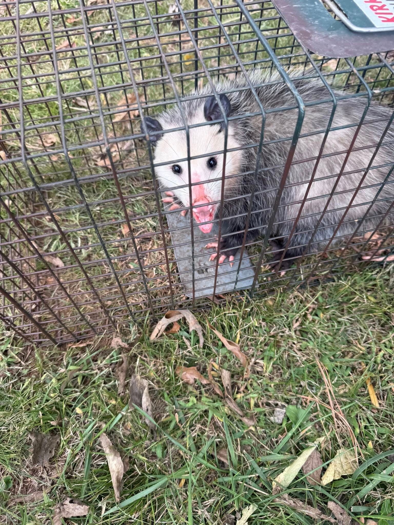 Opossum in a wire cage trap