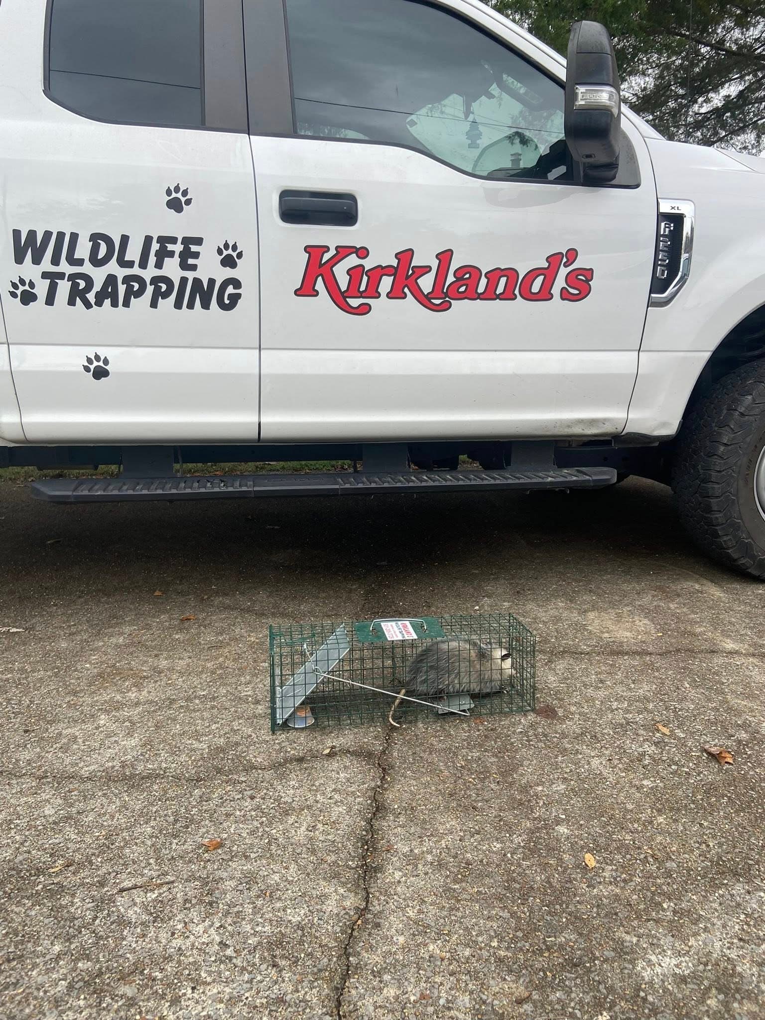 Wildlife trapping truck with cage